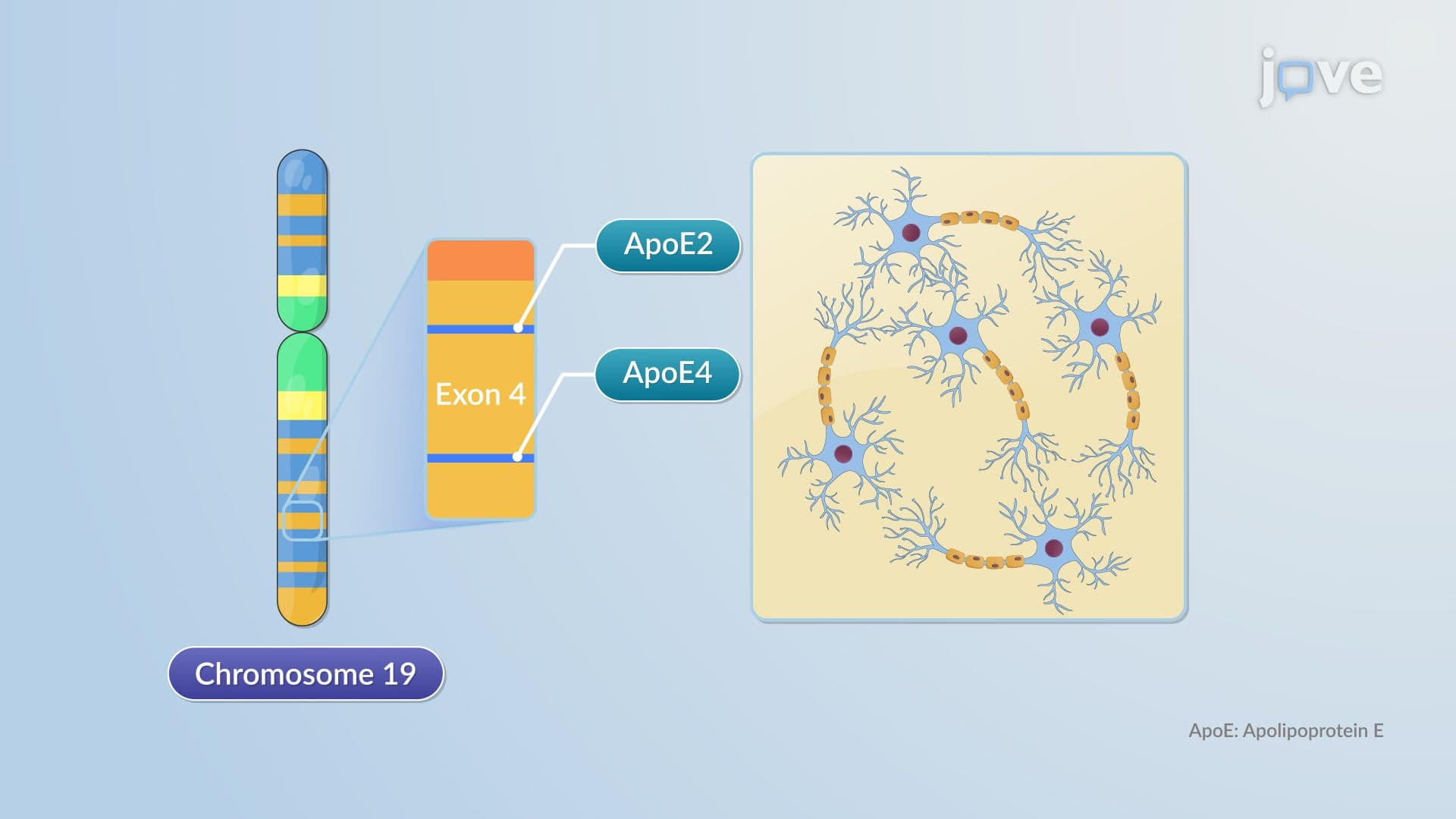 Pharmacogenetics of Drug Targets: β₂-Adrenergic Receptors, Apo E, Thymidylate Synthase