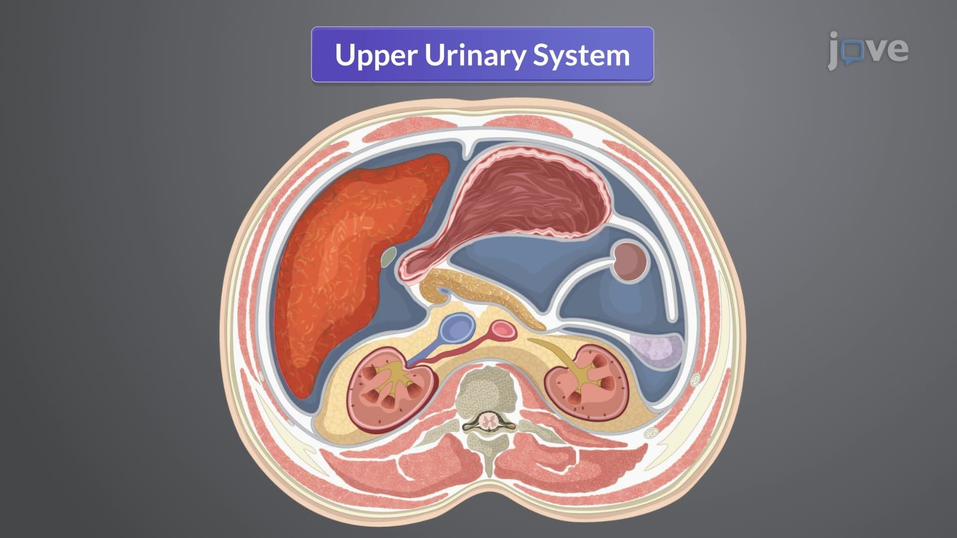 Anatomy of the Genitourinary System I: Kidneys and Ureters