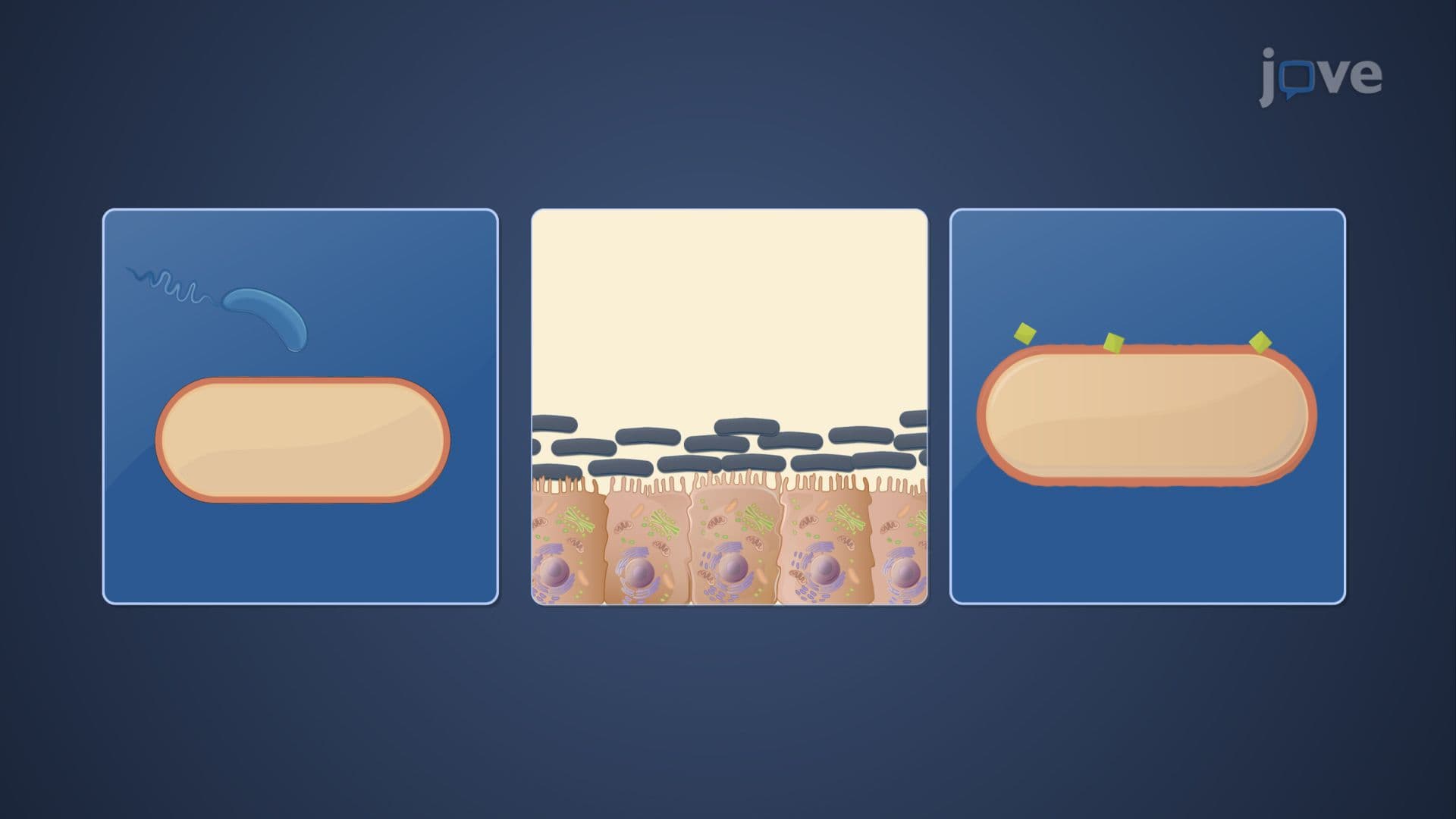 Biological Methods for Microbial Control