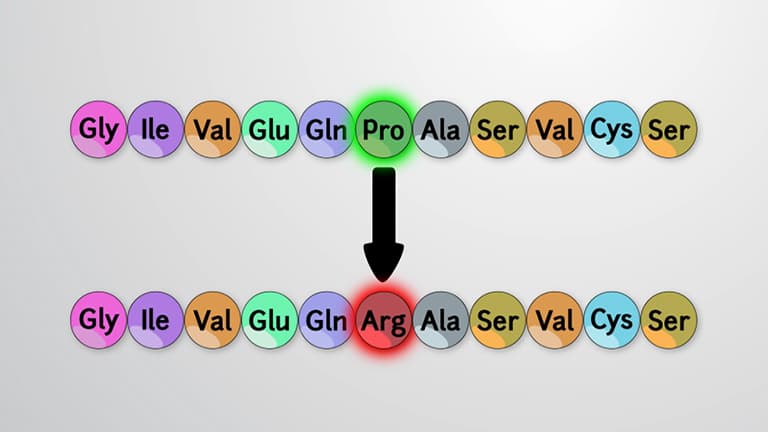 Point Mutations and Frameshift Mutations