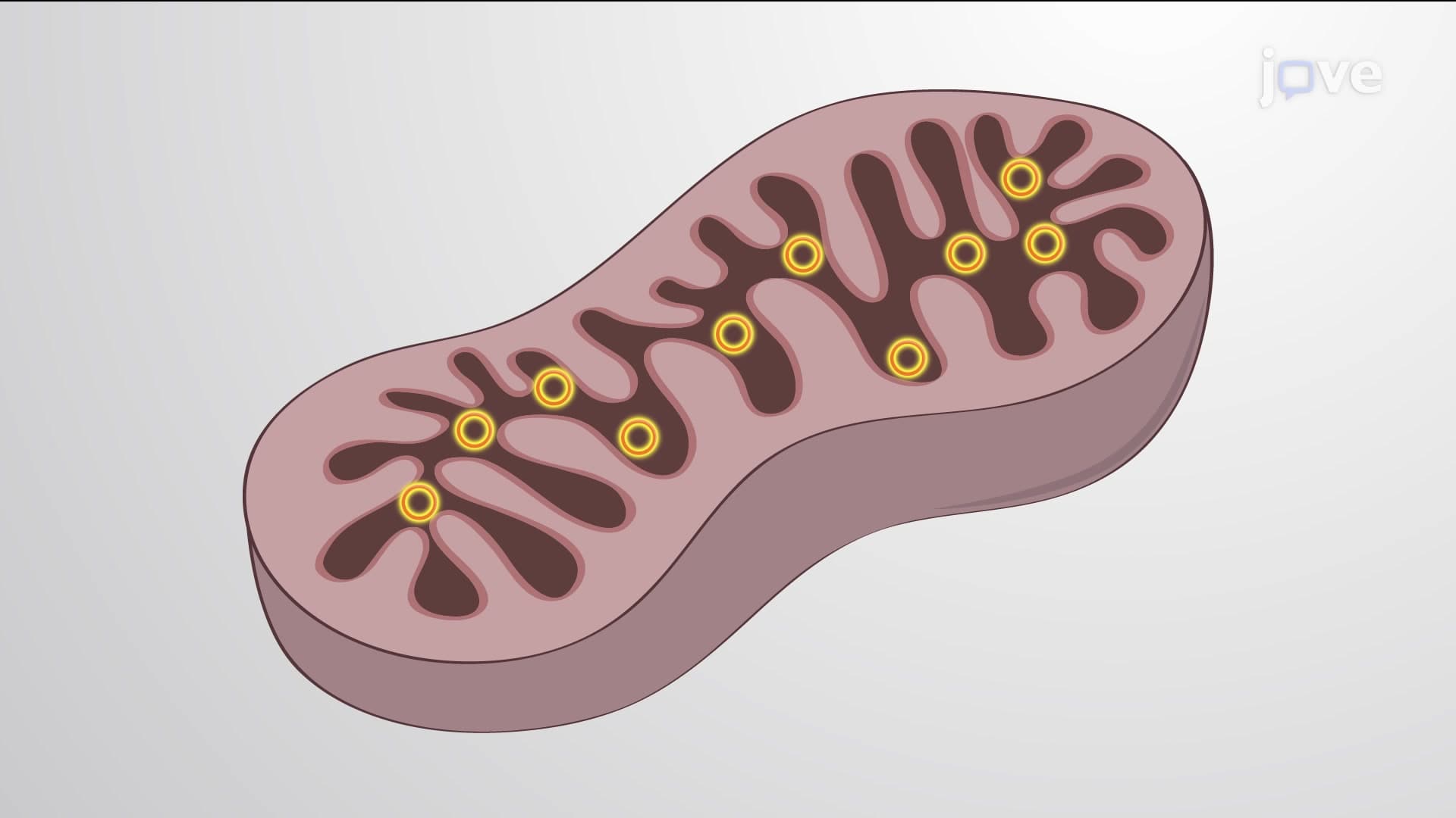 Animal Mitochondrial Genetics and Maternal Inheritance