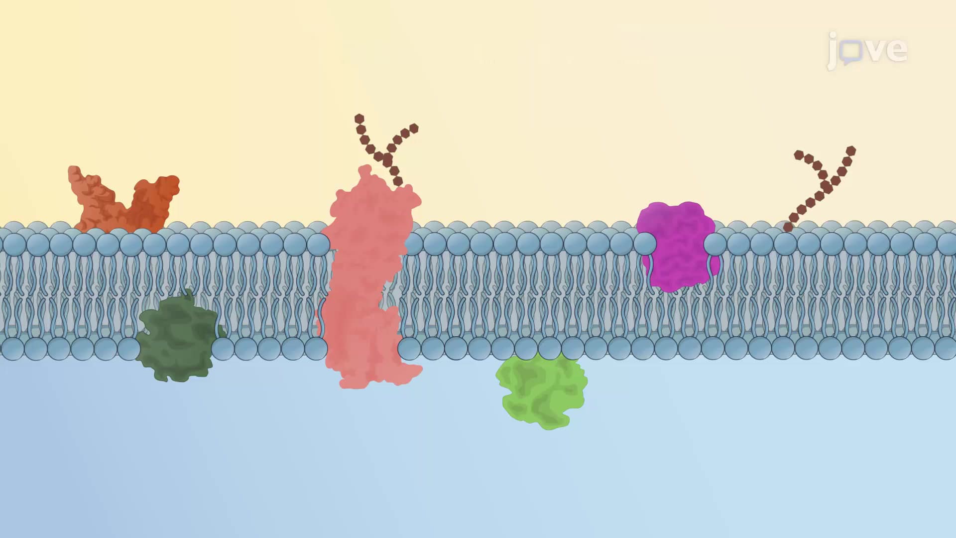Fluid Mosaic Model