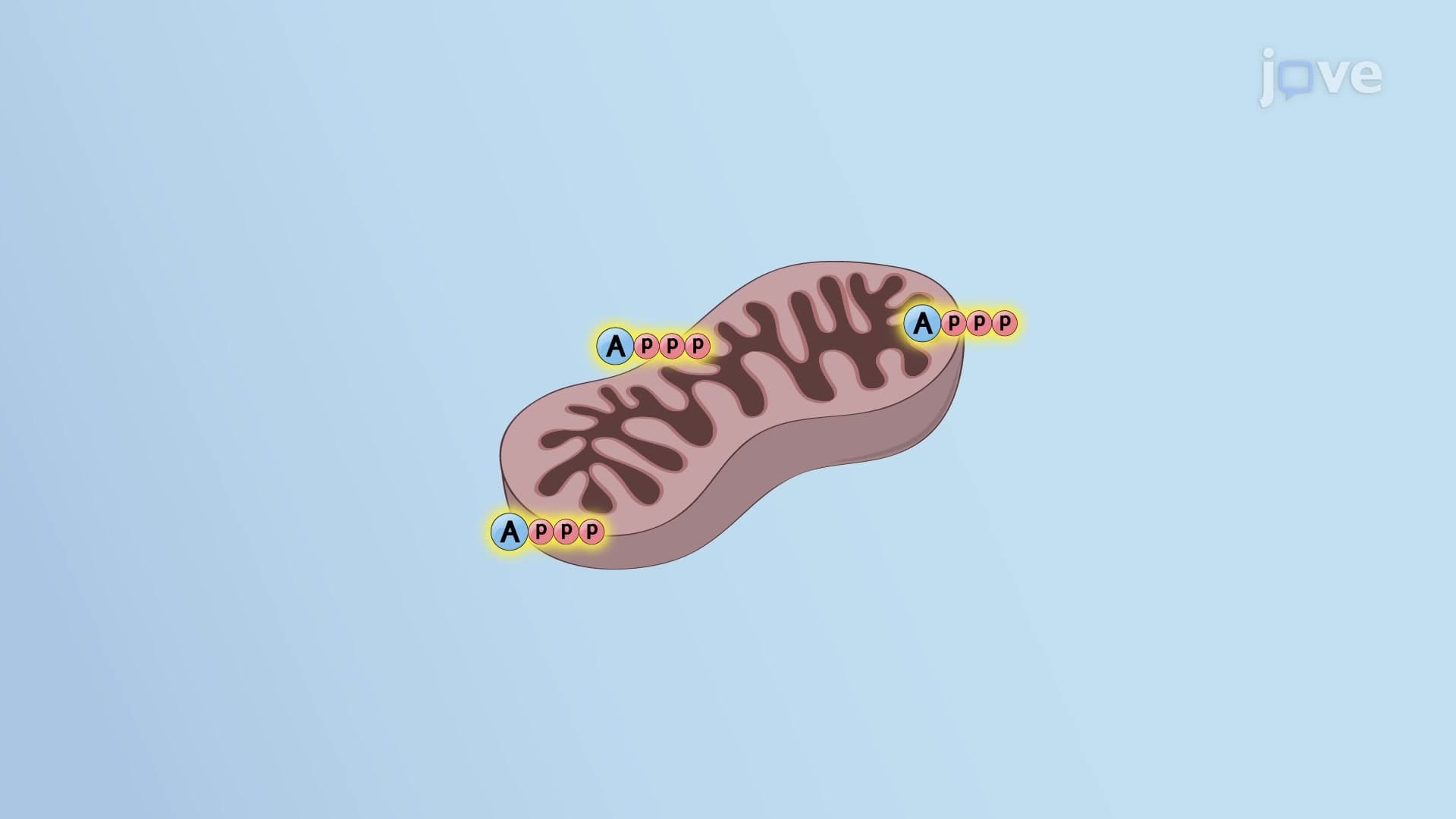 Mitochondria