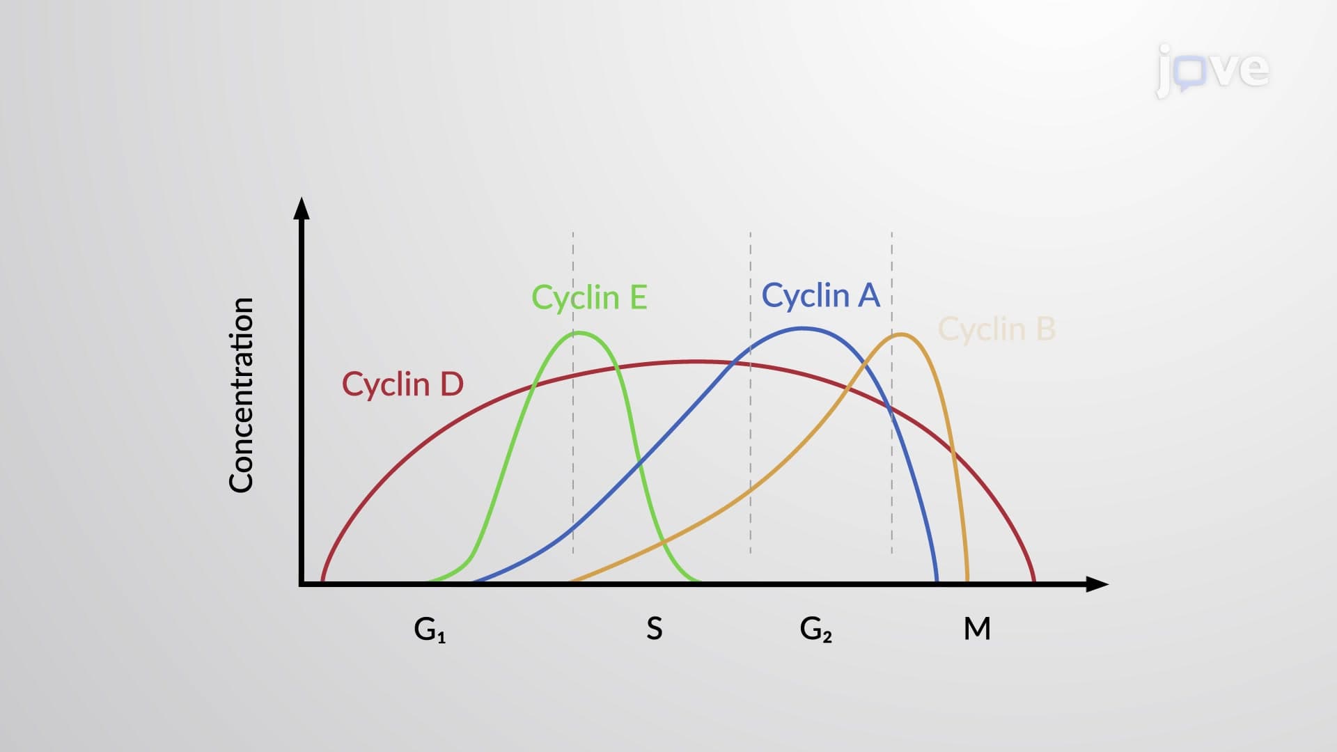 Molecular Factors Affecting Cell Division
