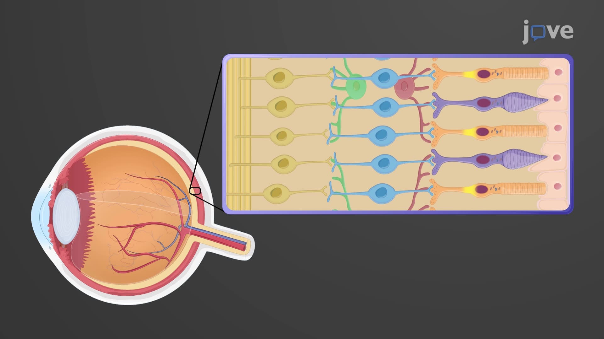 Photoreceptors and Visual Pathways