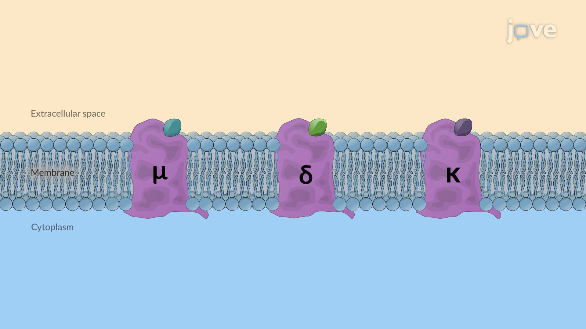 Opioid Receptors: Overview