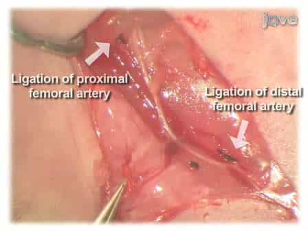 Murine Model of Hindlimb Ischemia