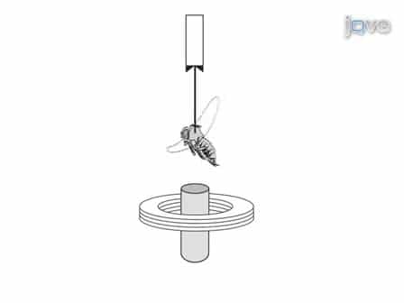 A Magnetic Tether System to Investigate Visual and Olfactory Mediated Flight Control in Drosophila