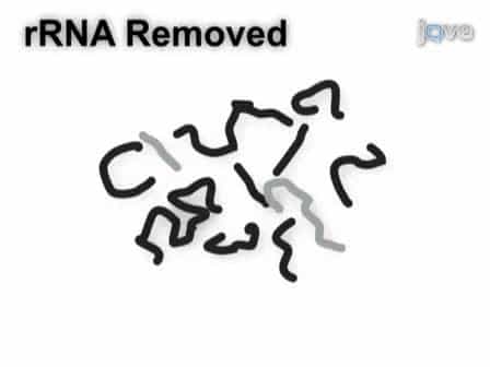Analyzing Gene Expression from Marine Microbial Communities using Environmental Transcriptomics