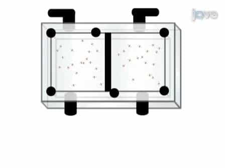 High-Resolution Video Tracking of Locomotion in Adult Drosophila Melanogaster