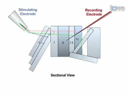 Electrophysiological Methods for Recording Synaptic Potentials from the NMJ of Drosophila Larvae