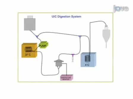 Human Pancreatic Islet Isolation: Part I: Digestion and Collection of Pancreatic Tissue
