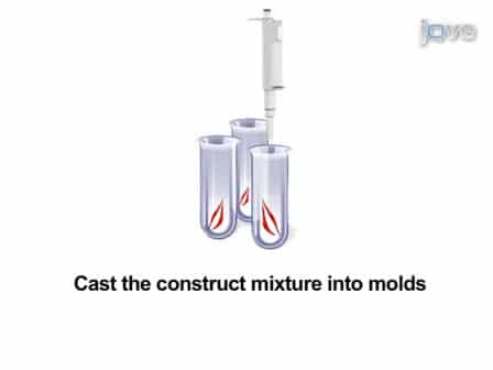 Fabrication of Myogenic Engineered Tissue Constructs