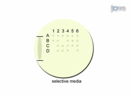 Dissection of Saccharomyces Cerevisiae Asci