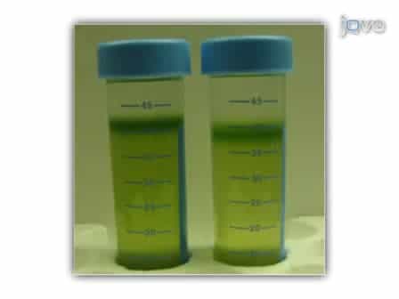Isolation of Protoplasts from Tissues of 14-day-old Seedlings of Arabidopsis thaliana