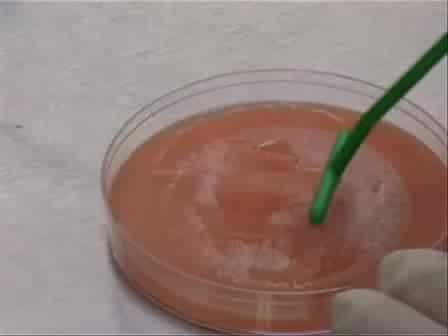 Gibberella zeae Ascospore Production and Collection for Microarray Experiments.