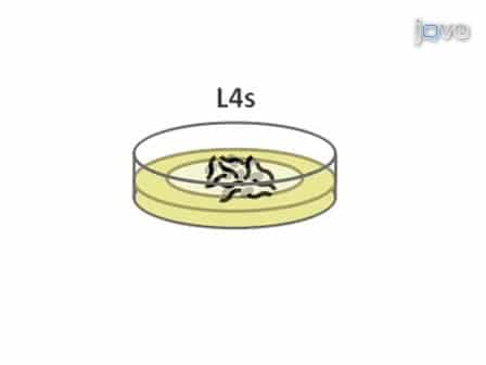 Measuring Caenorhabditis elegans Life Span on Solid Media