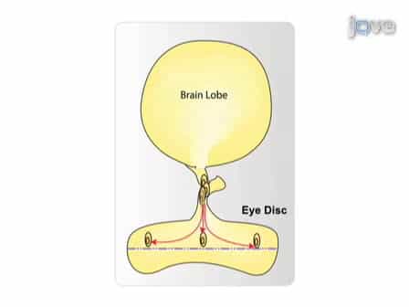 Live Imaging of Glial Cell Migration in the Drosophila Eye Imaginal Disc