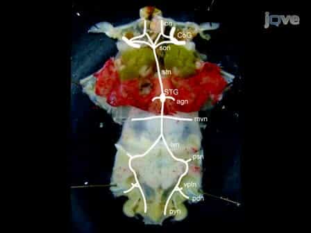 Homarus Americanus Stomatogastric Nervous System Dissection