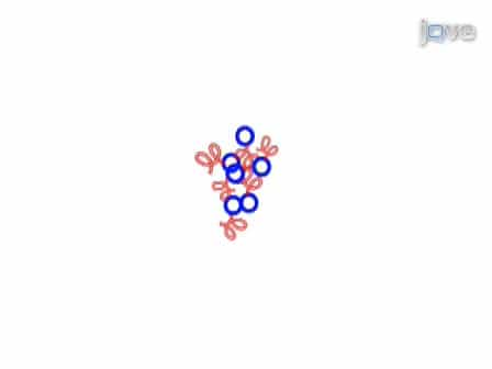 Proteomics to Identify Proteins Interacting with P2X2 Ligand-Gated Cation Channels