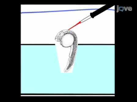 Zebrafish Brain Ventricle Injection