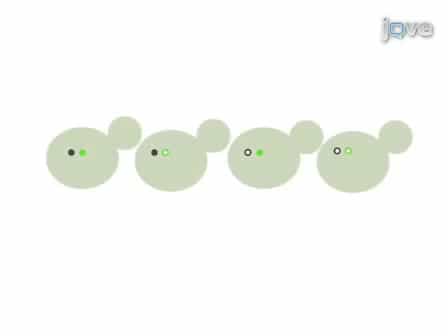 A high-throughput method to globally study the organelle morphology in S. cerevisiae