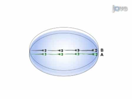 Lens Transplantation in Zebrafish and its Application in the Analysis of Eye Mutants