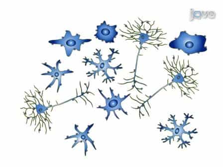 Generation of Single-Cell Suspensions from Mouse Neural Tissue