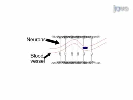 Exploring Cognitive Functions in Babies, Children & Adults with Near Infrared Spectroscopy