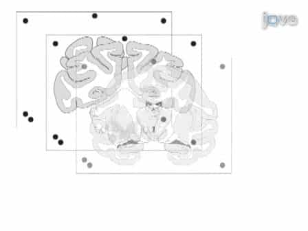 Batch Immunostaining for Large-Scale Protein Detection in the Whole Monkey Brain