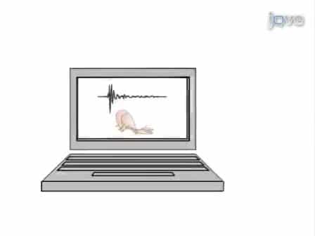 Recordings of Neural Circuit Activation in Freely Behaving Animals