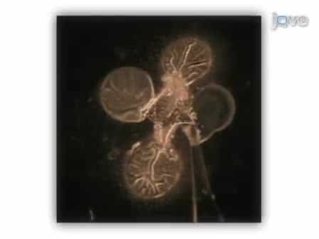Harvesting and Preparing Drosophila Embryos for Electrophysiological Recording and Other Procedures