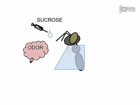 In vivo Ca2+- Imaging of Mushroom Body Neurons During Olfactory Learning in the Honey Bee