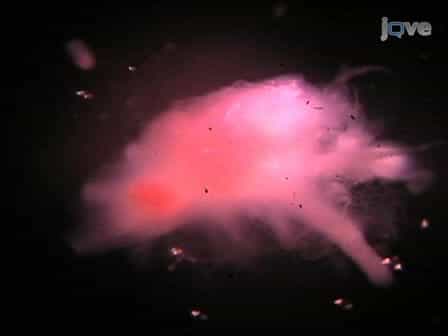 Preparation of Aplysia Sensory-motor Neuronal Cell Cultures