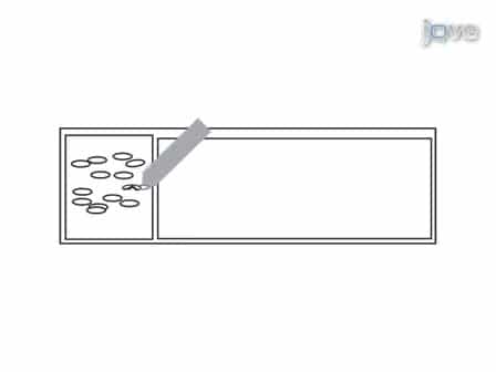 Microinjection Techniques for Studying Mitosis in the Drosophila melanogaster Syncytial Embryo