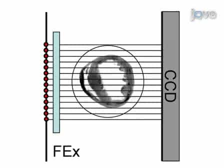 Born Normalization for Fluorescence Optical Projection Tomography for Whole Heart Imaging