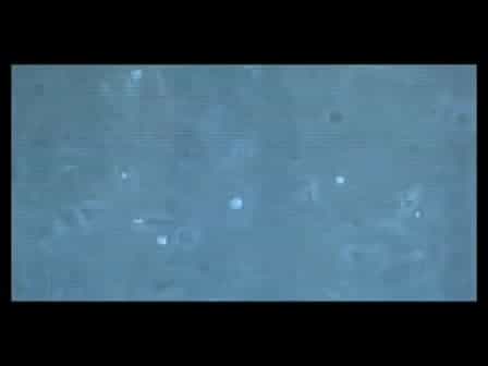 Fluorescence in situ hybridization FISH Protocol in Human Sperm