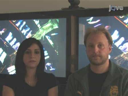 Fluorescent Labeling of Drosophila Heart Structures