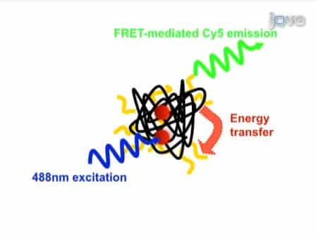 Combining QD-FRET and Microfluidics to Monitor DNA Nanocomplex Self-Assembly in Real-Time