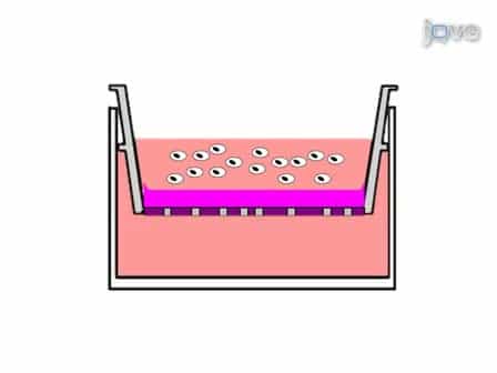 An In vitro FluoroBlok Tumor Invasion Assay