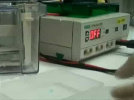 Denaturing Urea Polyacrylamide Gel Electrophoresis Urea PAGE