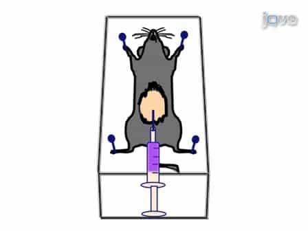 Isolation of Mouse Peritoneal Cavity Cells