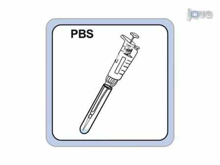 Lentivirus Production