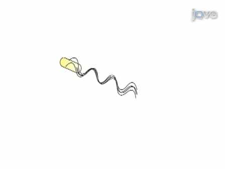 Visualizing Single Molecular Complexes In Vivo Using Advanced Fluorescence Microscopy