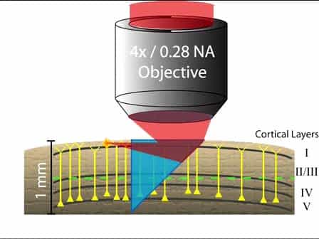 In vivo Imaging of Deep Cortical Layers using a Microprism