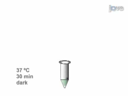 Use of the Protease Fluorescent Detection Kit to Determine Protease Activity