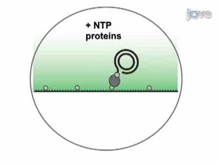 Visualizing Single-molecule DNA Replication with Fluorescence Microscopy
