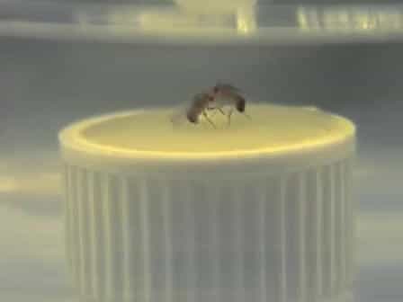 Studying Aggression in Drosophila fruit flies