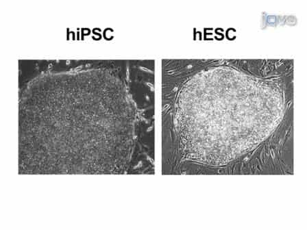 Generation of Induced Pluripotent Stem Cells by Reprogramming Human Fibroblasts with the Stemgent Human TF Lentivirus Set