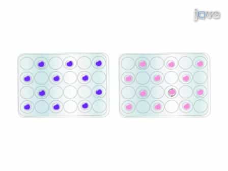 A Technique to Simultaneously Visualize Virus-Specific CD8+ T Cells and Virus-Infected Cells In situ